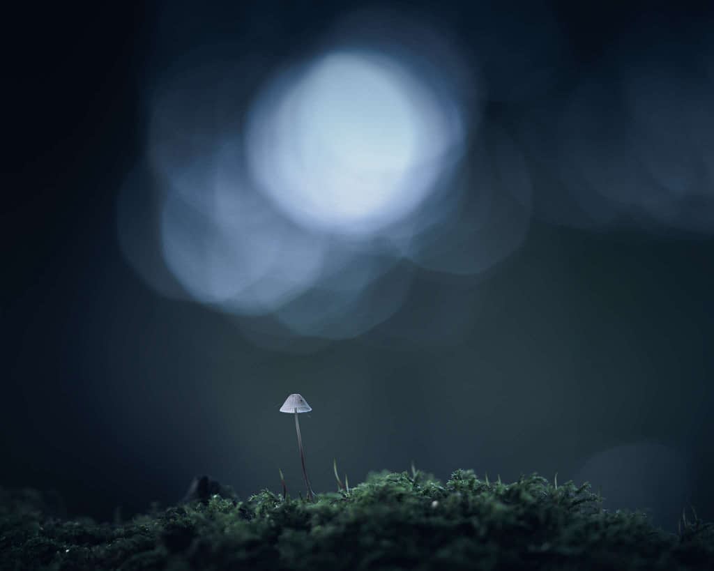 A solitary, delicate mushroom emerges from the vibrant green moss against a dark, blurred forest background. Bathed in soft, diffused light, the scene exudes a tranquil, ethereal atmosphere. The mushroom stands out as the focal point amid the moody woodland backdrop.