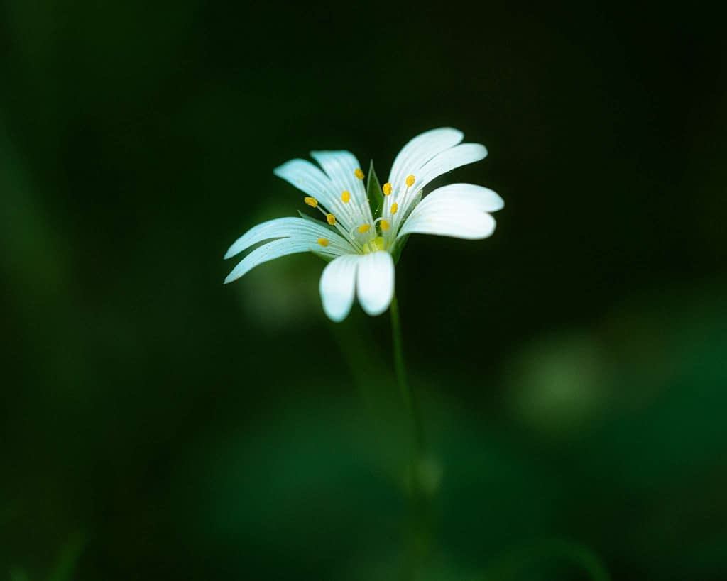 A delicate white flower with slender petals and a cluster of small yellow stamens at its centre, set against a softly blurred dark green background, giving a serene and focused appearance.
