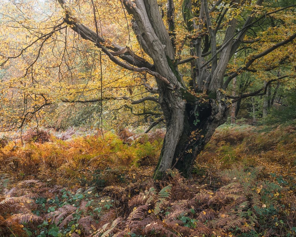 A large, gnarled tree with twisting branches stands amid autumn foliage—an ideal subject to capture using the optimum focal length for woodland photography. Yellow leaves are abundant and ferns carpet the ground, all softened by calm, filtered light.
