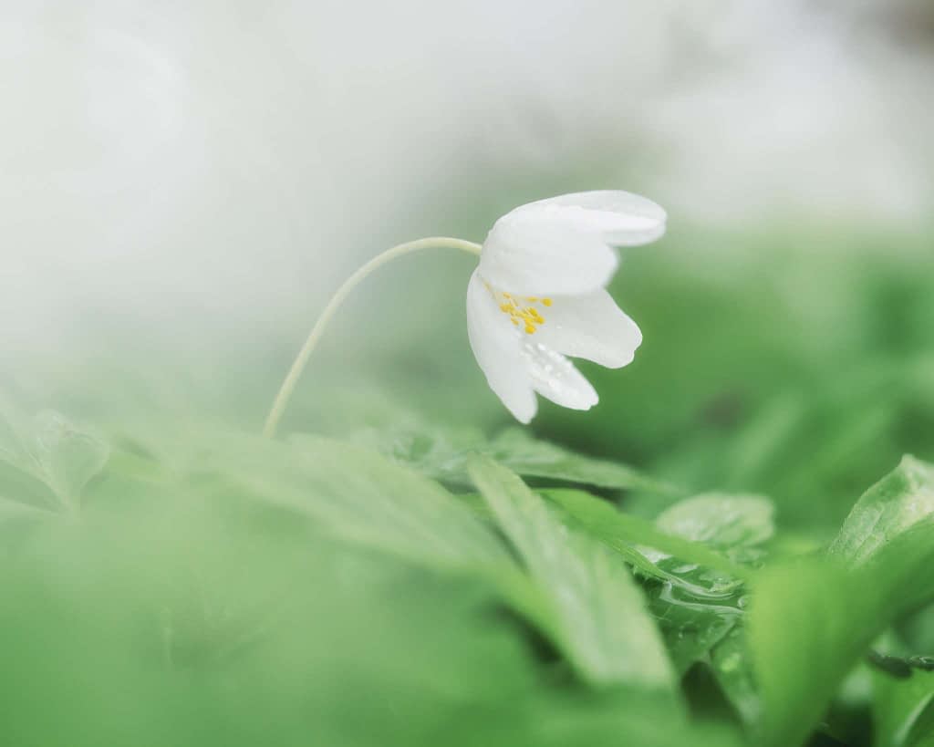 A softly focused image of a delicate white flower, resembling an anemone, gently arching on a thin stem amidst lush green leaves. The background is blurred with a dreamy, misty effect, giving the scene an ethereal, serene quality. Water droplets are visible on the soft petals and leaves.