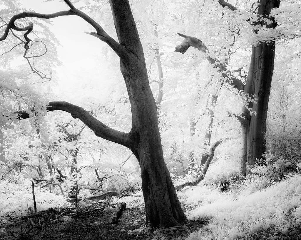 A monochrome infra-red image of a forest with prominent tree trunks and branches, displaying a surreal appearance. The foliage and ground appear in bright white, contrasting with the dark bark of the trees. The scene conveys a quiet, ethereal atmosphere.