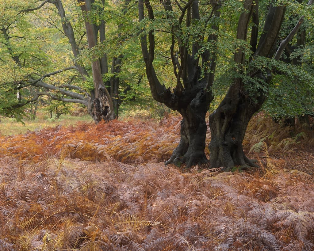 Three large, dark-trunked trees with lush green leaves rise among dense, russet bracken. Soft light filters through in a tranquil woodland scene. This version is not polarised, so the colours in the foliage are muted.
