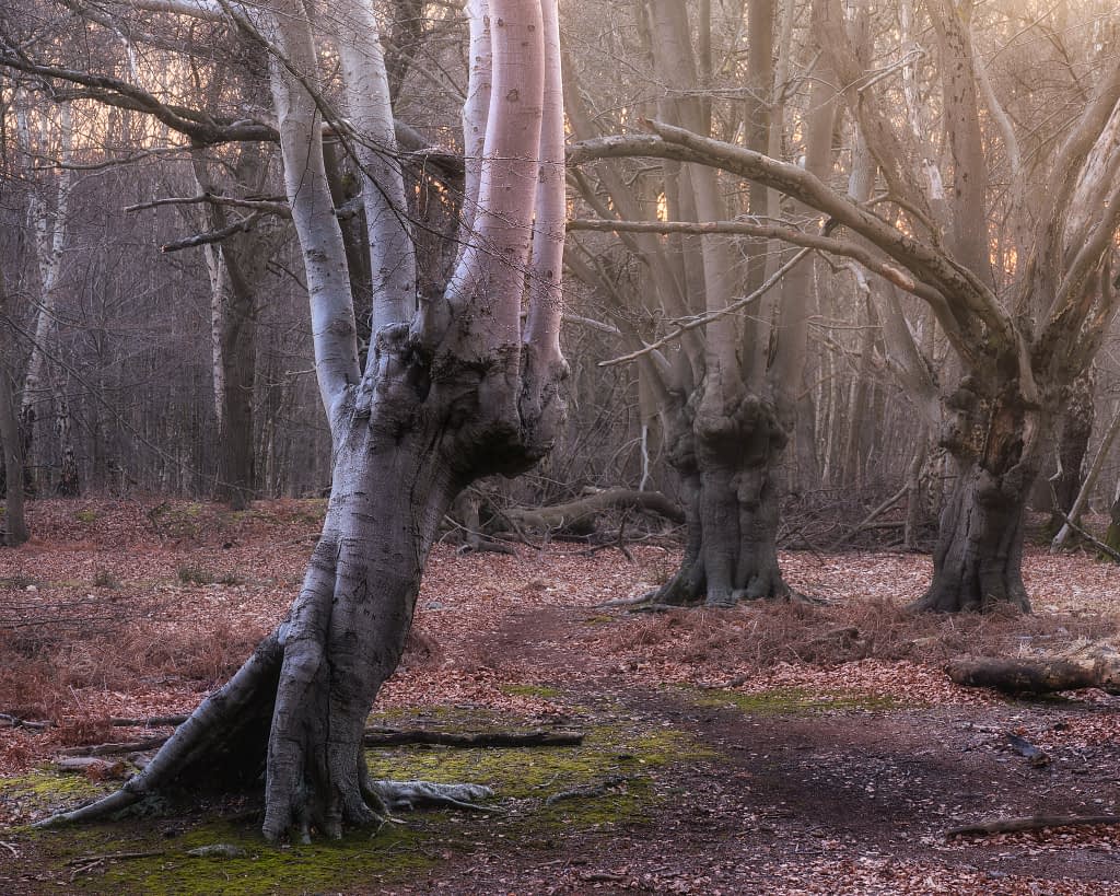 Pale leaning pollarded beech facing two more pollards in winter woodland, the far one dying, Epping Forest