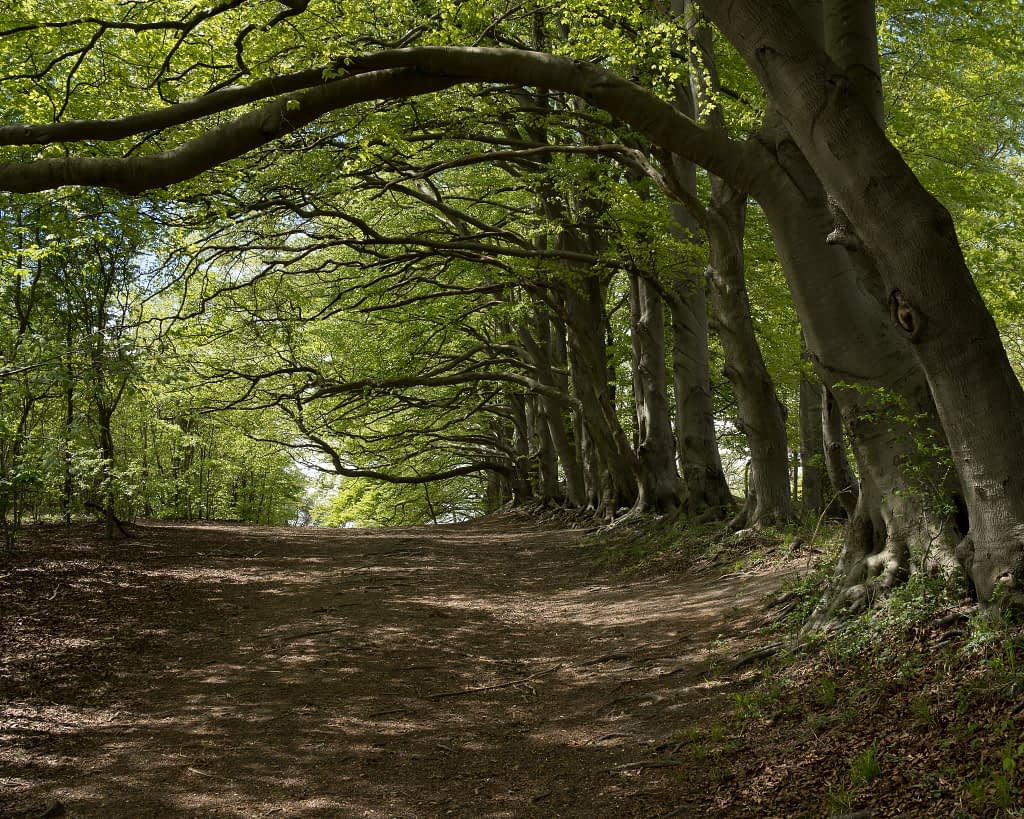 A dirt path winds through a forest of tall, leafy trees with thick trunks and arching branches. Sunlight filters through the green canopy, casting dappled shadows—ideal for anyone taking on woodland photography challenges.