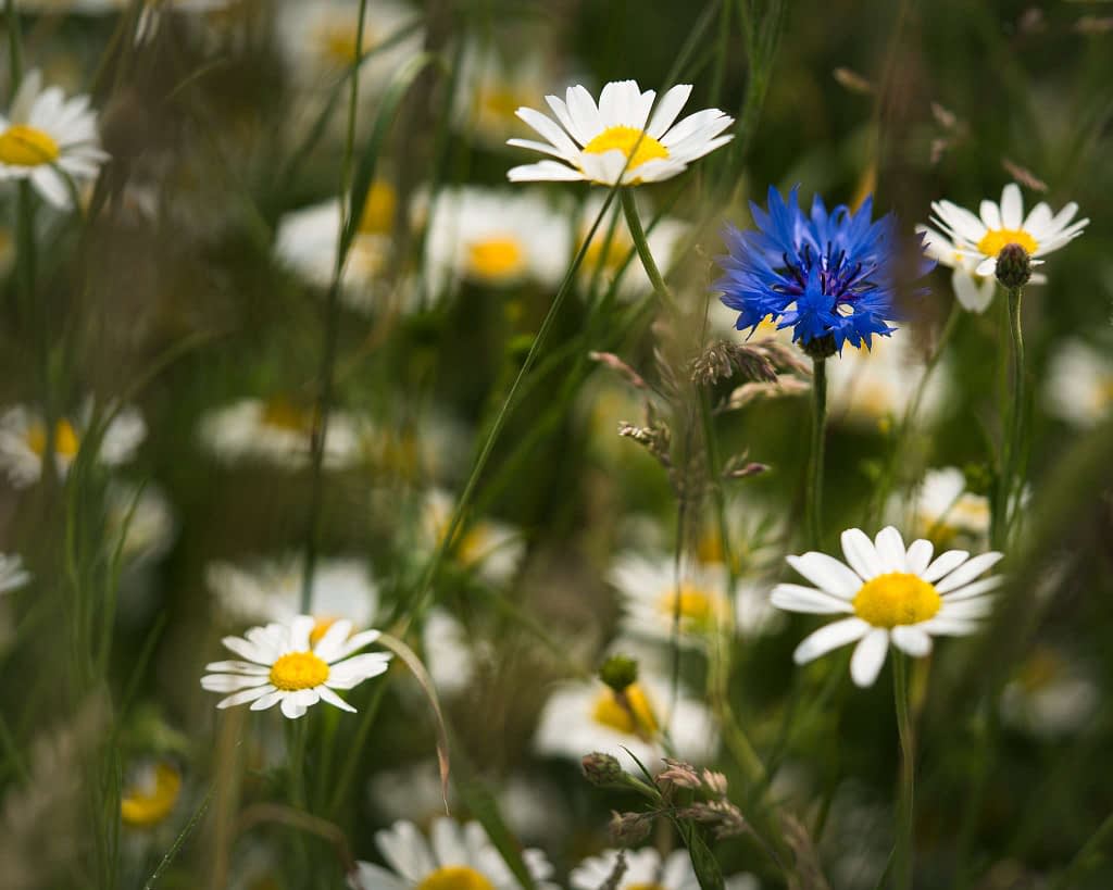 A vibrant field of white daisies with yellow centres is interspersed with tall grasses. Among the daisies, a bright blue cornflower stands out. The image captures a mix of greenery and flowers, conveying a sense of natural beauty and diversity.