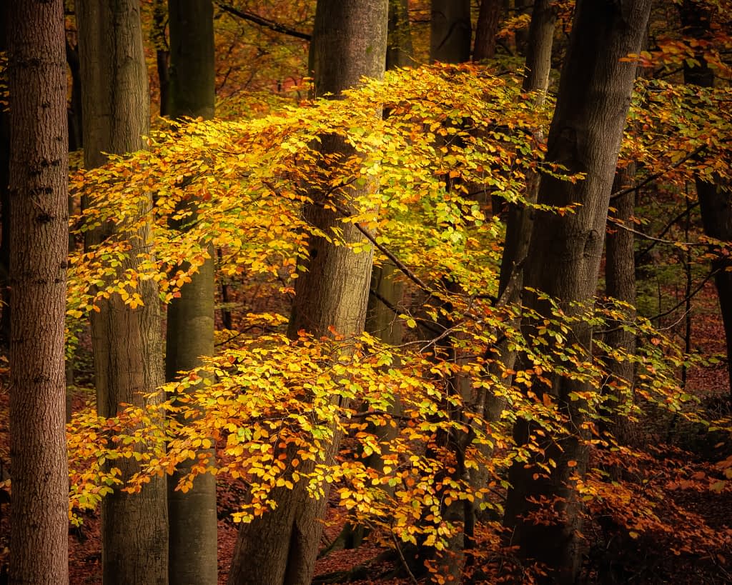 An autumnal forest scene guides the viewer’s eye with a prominent tree adorned in vibrant golden-yellow and orange leaves. The surrounding tall, dark trunks and scattered foliage simplify the composition, while sunlight filtering through the canopy adds a warm, storytelling touch to the earthy atmosphere.
