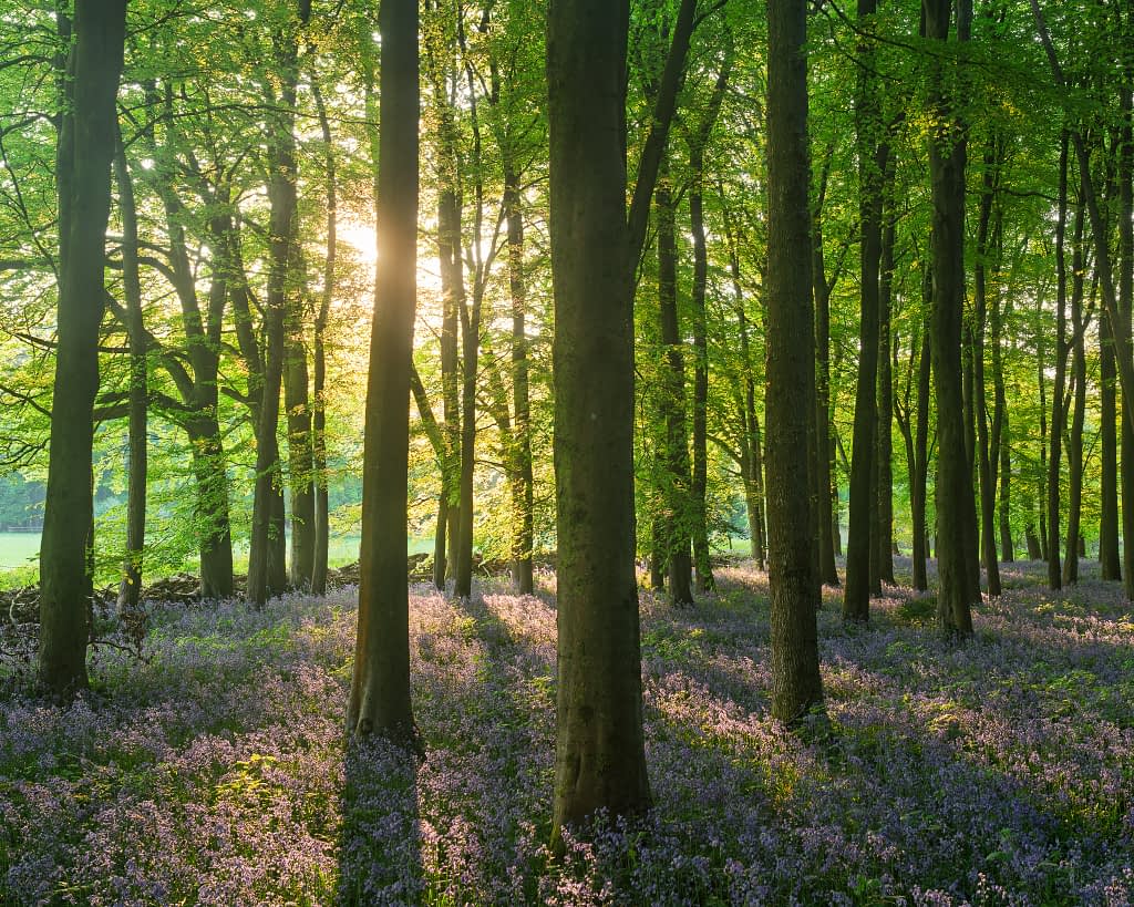 Sunlight pours through tall, slender trees in a verdant green forest. This tranquil scene, with vivid purple-blue flowers carpeting the ground, highlights the results of a refined woodland editing workflow that brings out every natural detail.