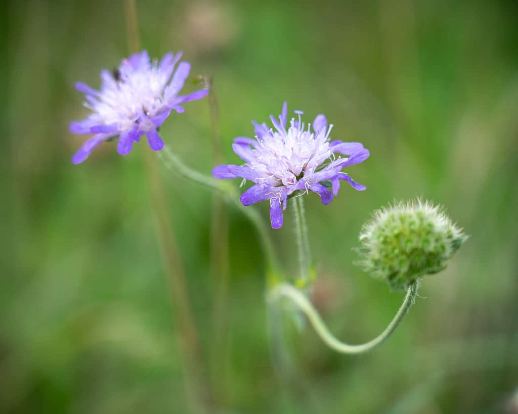 Close-up of two blooming purple wildflowers with delicate petals and a green, unopened bud against a blurred green background. The flowers have thin stems and small, intricate petals, creating a soft, natural scene.