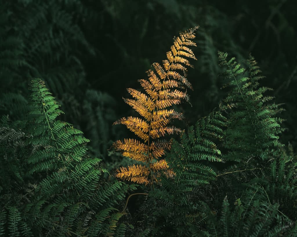 A single orange fern frond stands out among the surrounding green ferns. The orange frond is centred and brightly lit, contrasting vividly against the darker, shadowy background and the lush green leaves around it.