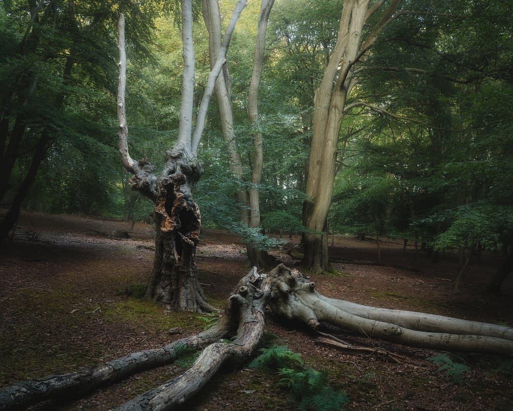 This image wouldn't be possible without a tall tripod. It's why it's so important to identify the best tripod for woodland photography, so that it does not impede your ability to get the shots you want to.