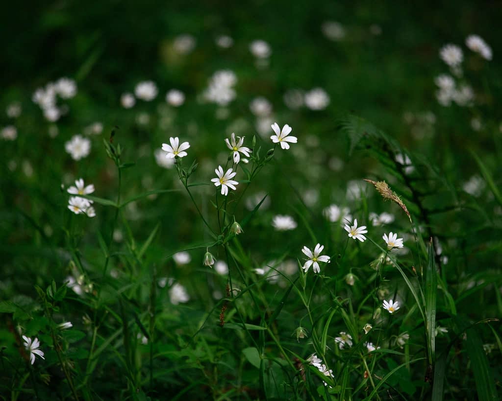A verdant green field speckled with small white wildflowers, boasting delicate petals and slender stems. The background is softly blurred, accentuating the flowers in the foreground. The scene evokes a sense of tranquillity and natural beauty on a sunny day.