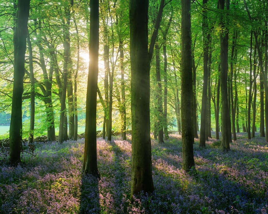 Sunlight streams through tall, slender trees in a lush, green woodland. The forest floor is carpeted with vibrant purple-blue wildflowers, and dappled light creates soft shadows—an ideal scene to enhance using a woodland editing workflow.