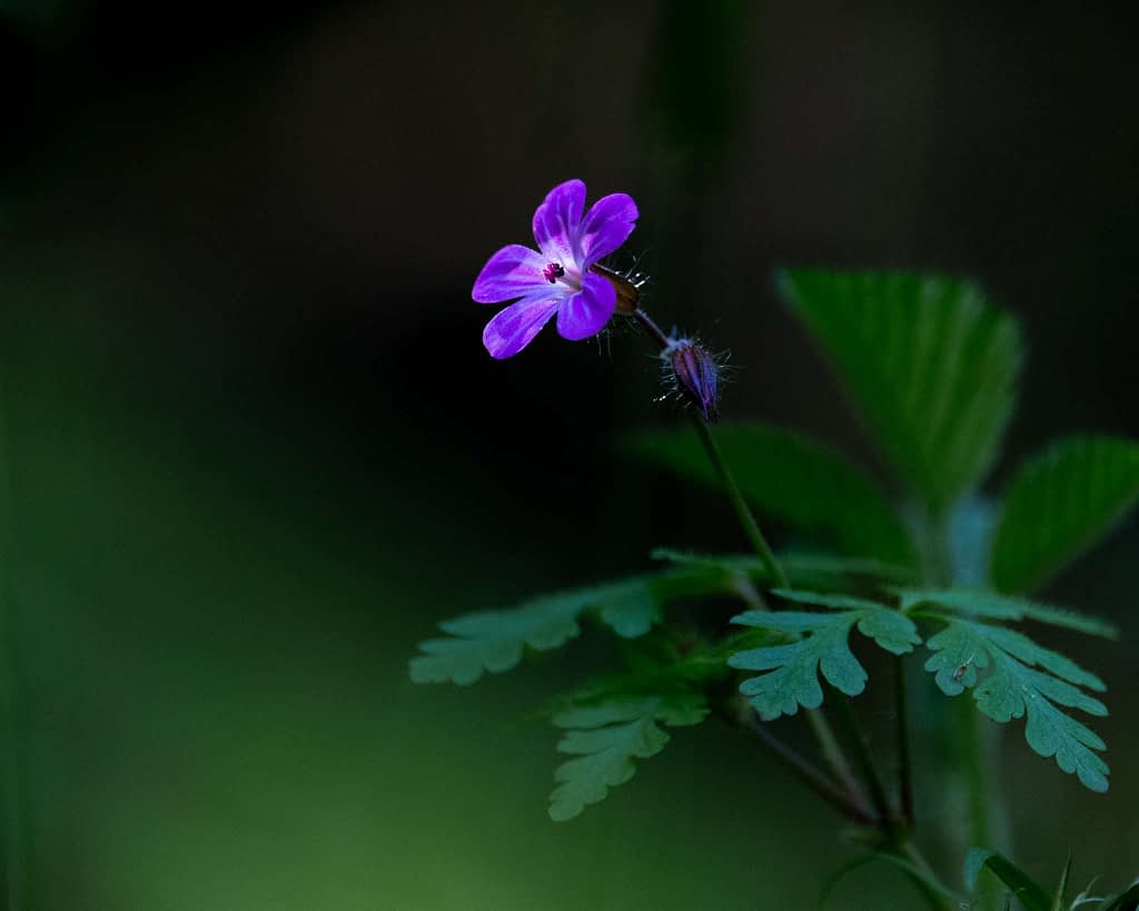 A small, vibrant purple flower with five petals and a dark centre stands out against a blurred dark green background. It is accompanied by a fuzzy bud and surrounded by serrated green leaves, creating a delicate and serene composition.
