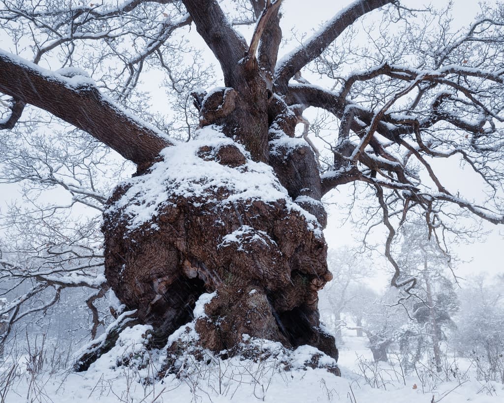 The same burred oak in falling snow from a low viewpoint, the burr filling the lower frame, Hatfield Park