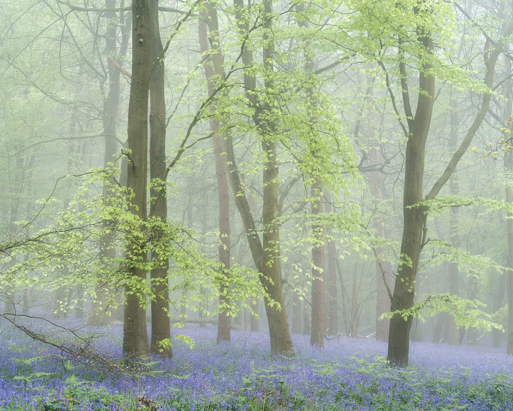 Beech trees in fresh spring leaf stand in soft morning fog, bluebells covering the woodland floor, the background dissolving gently out of focus into pale fog.