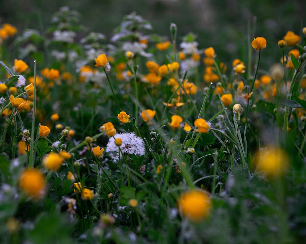 A close-up of a field of wildflowers, featuring vibrant yellow buttercups and fluffy white dandelions. The lush green grass and leaves provide a rich backdrop, creating a serene and lively scene. The photograph captures the natural beauty of a meadow in full bloom.