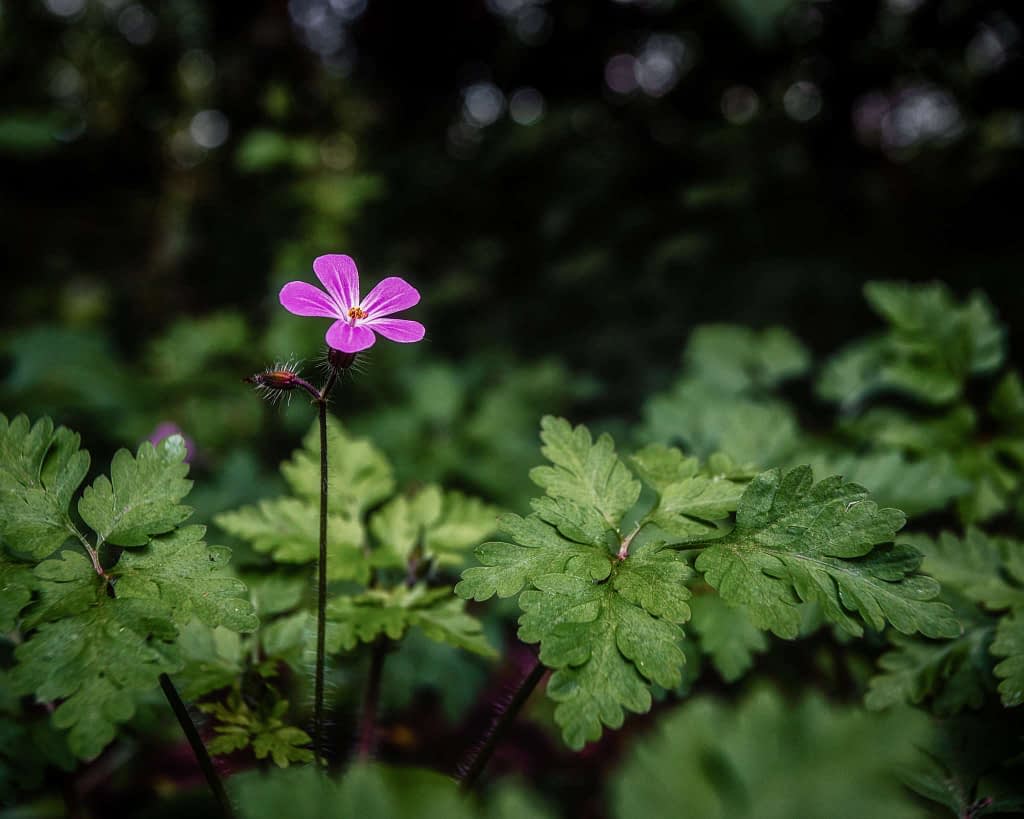 Close-up of a single delicate pink flower with five petals, perched atop a slender stem surrounded by lush, green foliage. The background is softly blurred, emphasising the flower as the focal point. The lighting casts a gentle shadow, adding depth to the leaves.