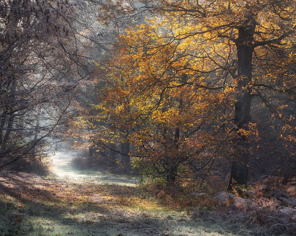 A serene forest scene depicts a sunlit pathway bordered by trees with golden autumn leaves. Soft morning light filters through the foliage, casting gentle shadows on the grassy trail. With some of the best weather for woodland photography, the mist and frost adds tranquillity to the picturesque landscape.