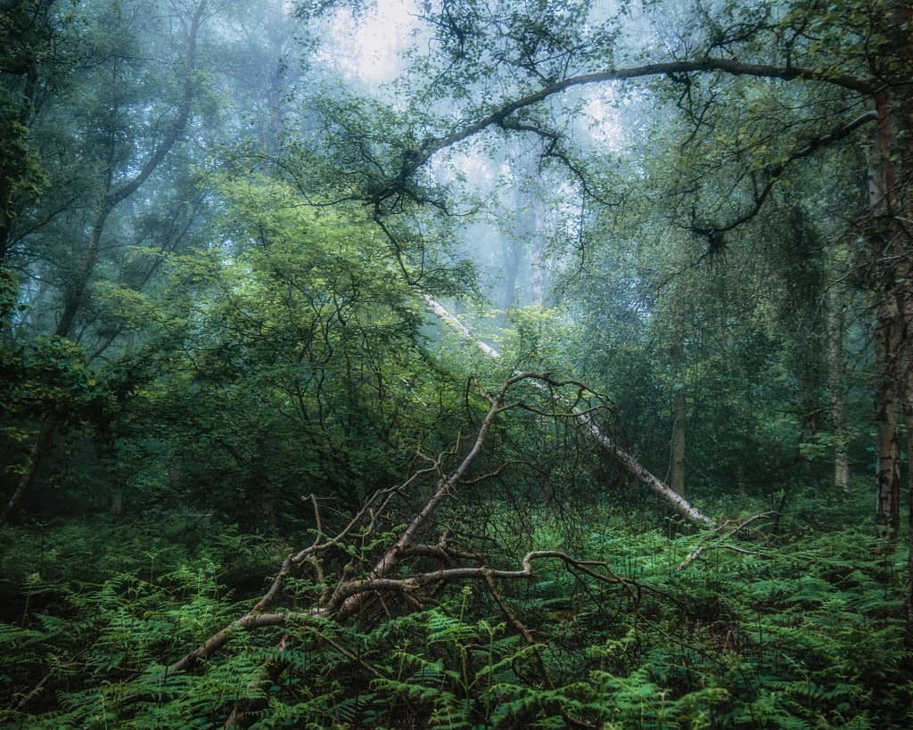 A dense forest scene with lush greenery and a misty atmosphere. A fallen tree with twisting branches lies across an undergrowth of ferns. Tall trees with light and dark green leaves form a canopy. Soft light filters through the fog, adding a mystical quality to the landscape.