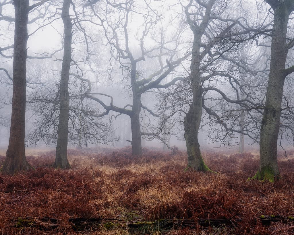 Four bare oak trunks stand as clear foreground subjects in a winter woodland, with bracken ferns on the floor and further trees fading into pale fog behind them.