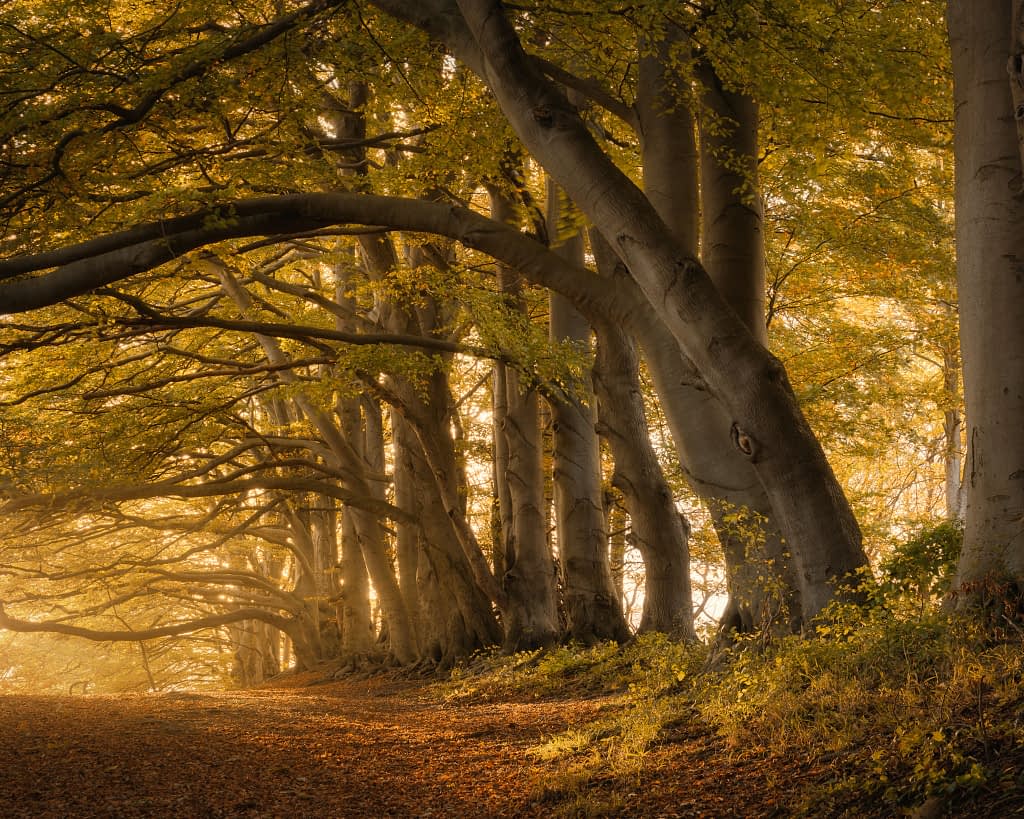 A serene forest scene captures tall, thick trees flanking a dirt path. Their branches arch overhead, forming a natural canopy. Sunlight filters through the leaves, casting a golden glow and long shadows on the path strewn with dry leaves. The atmosphere is tranquil and autumnal.