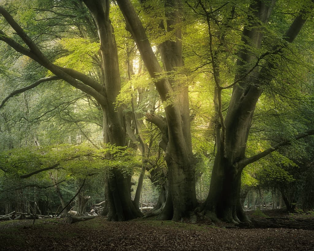 A tranquil woodland scene with tall, majestic trees boasting thick trunks and vibrant green foliage. Sunlight filters through the leaves, creating a dappled light effect on the forest floor, which is covered in fallen leaves. The atmosphere is calm and peaceful.