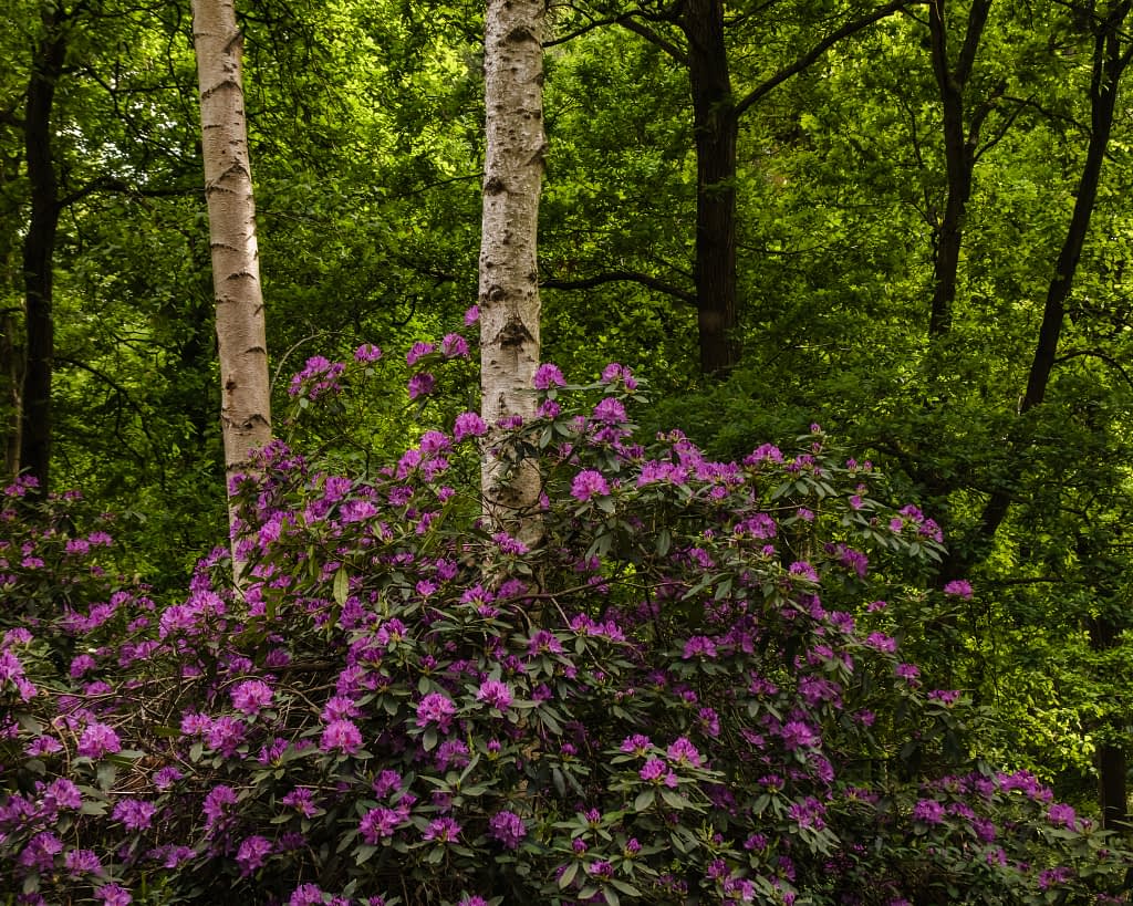 A cluster of purple rhododendron flowers in bloom lies at the base of two white birch trees, surrounded by dense, lush woodland foliage—an ideal scene for landscape photography. The vibrant blossoms stand out against the dark leaves and pale trunks.