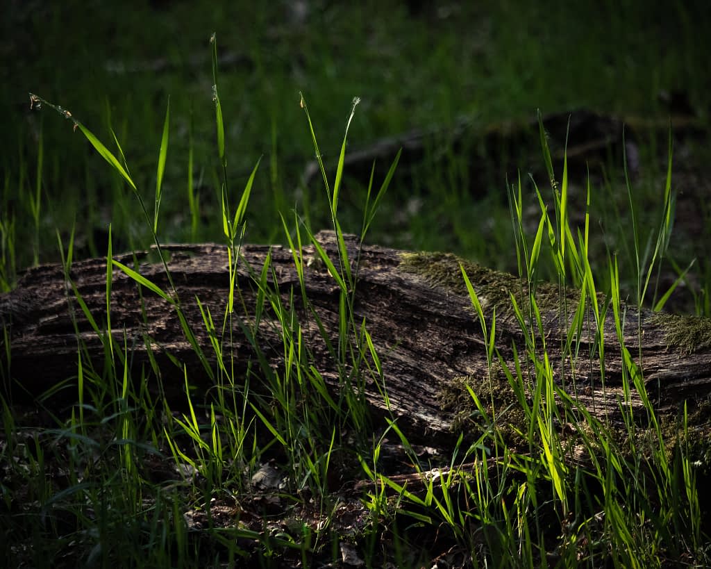 Long, green blades of grass grow among and around a fallen, moss-covered tree trunk in a shaded woodland. Sometimes, the image isn't the wider view - especially on days where the sun complicates the scene. A small glimmer of light on some grasses on the forest floor could be all you need to simplify your woodland photography compositions.