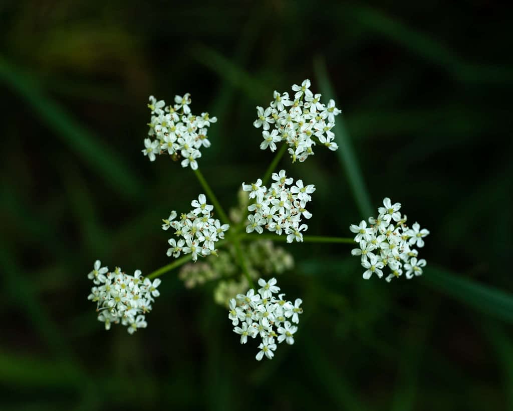 Close-up of delicate white flowers clustered at the ends of slender green stems, set against a dark, blurred background of foliage. The small flowers form star-like patterns, radiating outward, with each cluster resembling an intricate lace-like design.