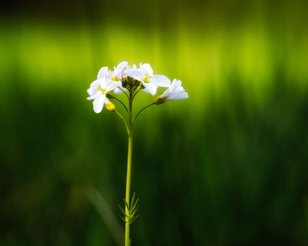 A close-up of a delicate white flower with multiple small petals on a slender green stem, set against a blurred background of vibrant green hues, creating a serene and natural ambience.