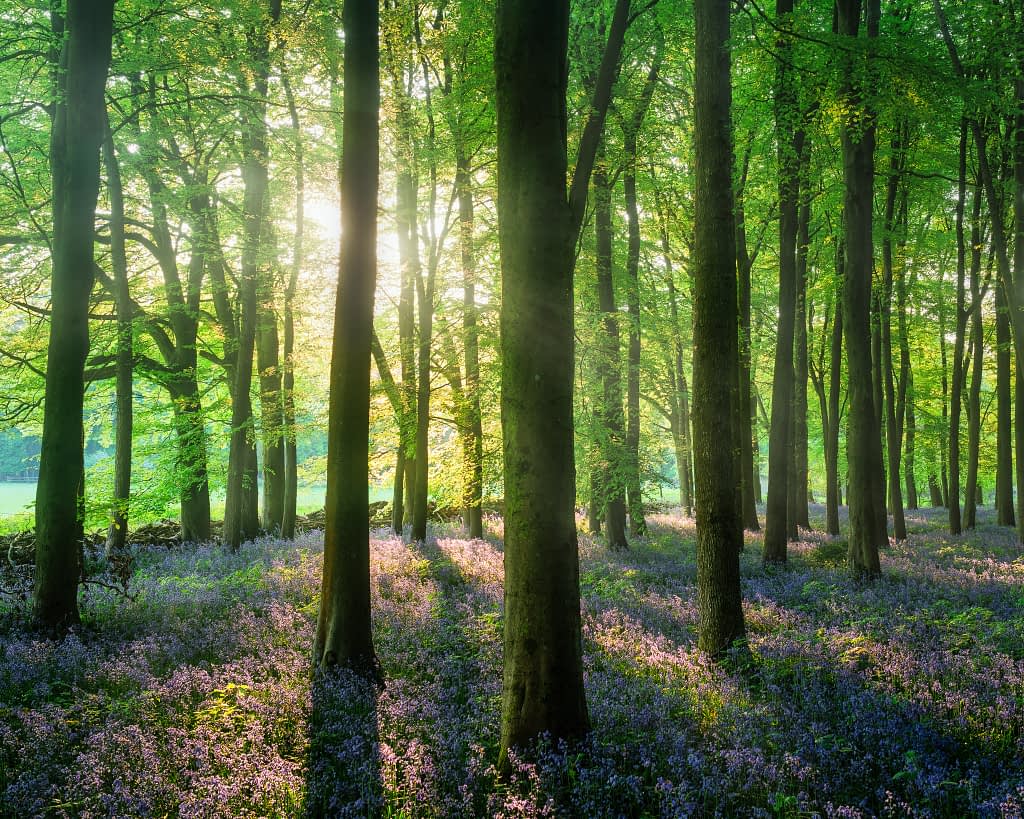 Sunlight pours through tall trees in a verdant green forest, casting long shadows across a carpet of blooming bluebell flowers—a perfect scene for any woodland photo editing workflow, evoking tranquillity and vibrant natural beauty.