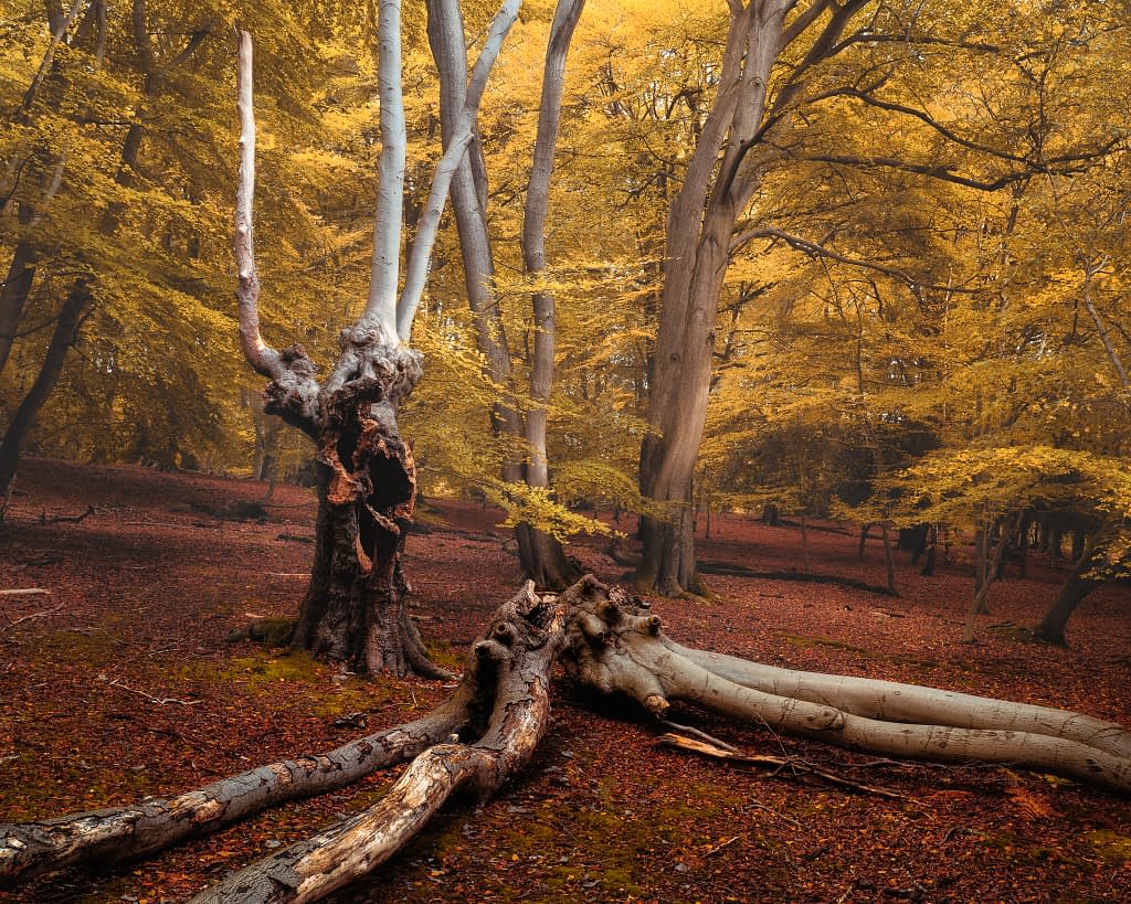 A mystical forest scene with towering trees and vibrant golden-yellow leaves. A gnarled tree with twisted branches and exposed roots lies on the forest floor, adding an enchanting, eerie atmosphere. The ground is covered in rich, red-brown fallen leaves, enhancing the autumnal feel.