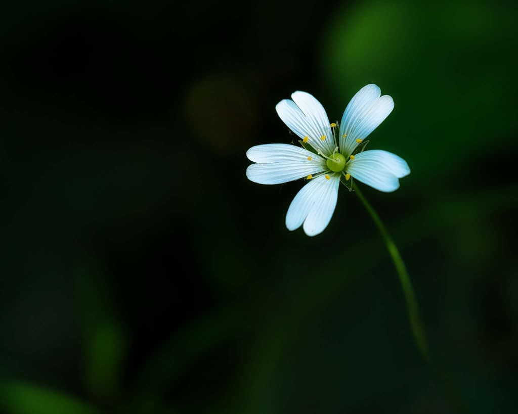 Close-up of a delicate white flower with thin petals and yellow stamens, set against a dark green, blurred background. The flower is slightly off-centre to the right, with a slender green stem pointing downward, creating a striking contrast with the dark backdrop.