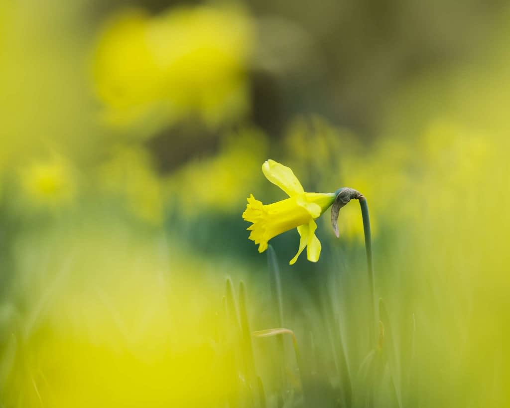 Close-up of a single yellow daffodil in a field, surrounded by blurred yellow flowers and green grass. The daffodil is slightly drooping to the right. Soft, bright lighting highlights the vibrant colours, creating a dreamy, serene atmosphere.