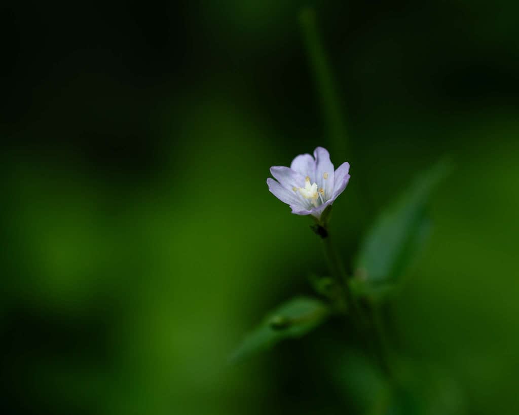 A small, delicate white flower with subtle pink hues at the edges stands against a blurred green background. The flower, possessing several petals and a yellow centre, is encircled by a few green leaves, creating a soft and tranquil botanical scene.