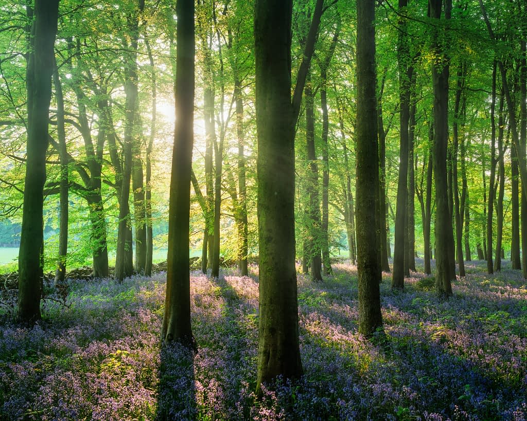 Three separated tree trunks against backlit woodland with bluebells running below, Ashridge Estate