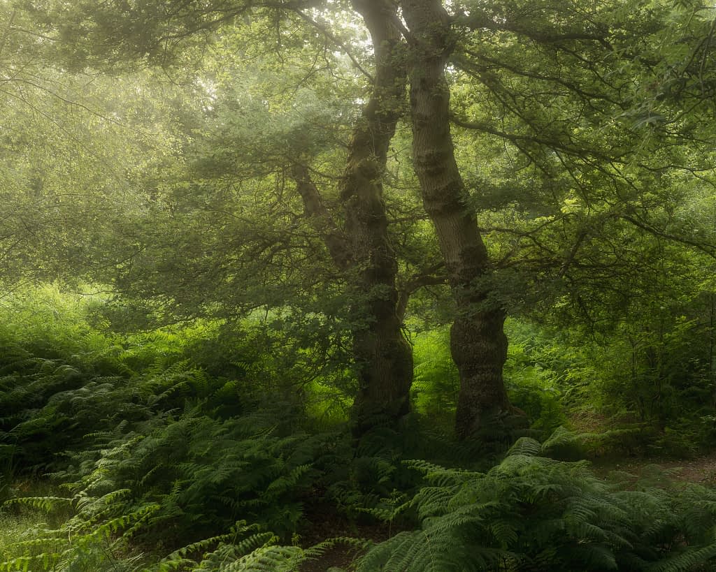 This is a scene with two large, gnarled oak trees that I've walked past many times and played a key part in discovering the mindset that changed my forest photos.