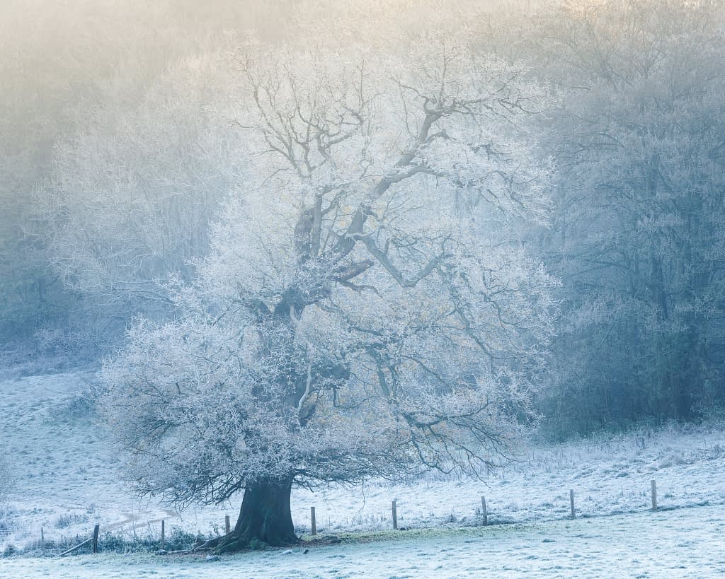 A large, leafless tree stands in a frosty field covered with a light layer of snow—an ideal subject when exploring the best focal lengths for woodland photography. Frosty branches merge into the misty, pale blue backdrop, creating a serene, wintry landscape.