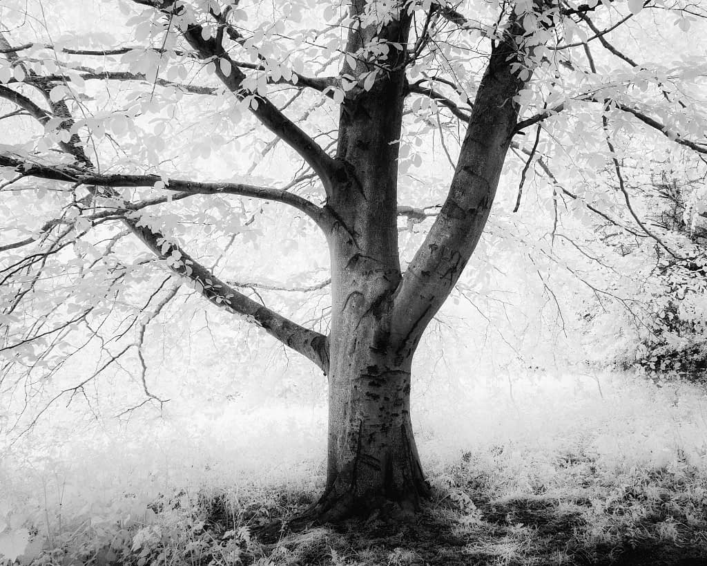 A black and white image of a large tree with a thick trunk and sprawling branches, set against a bright background. The branches are covered in many light-coloured leaves. The ground around the tree is grassy, giving the scene a serene and ethereal atmosphere.