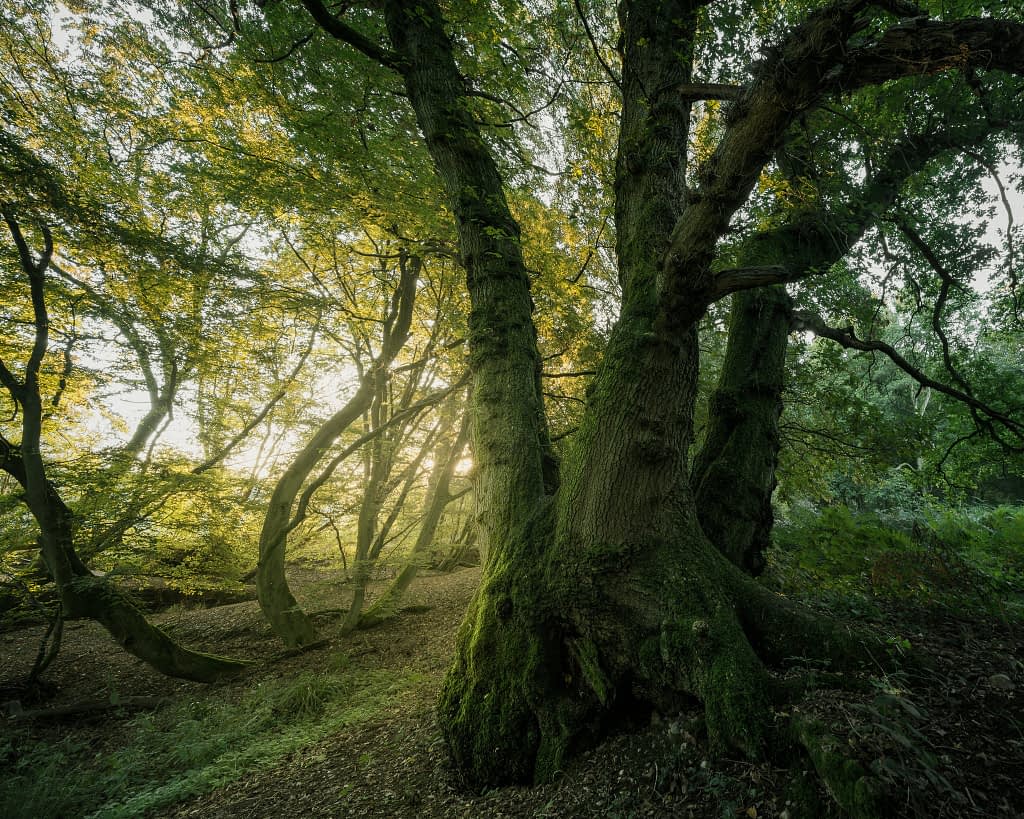 A tranquil forest with sunlight filtering through the dense canopy of green leaves. The scene features a large, moss-covered tree trunk in the foreground. The ground is scattered with fallen leaves, and more slender, winding trees are in the background, creating a peaceful atmosphere.