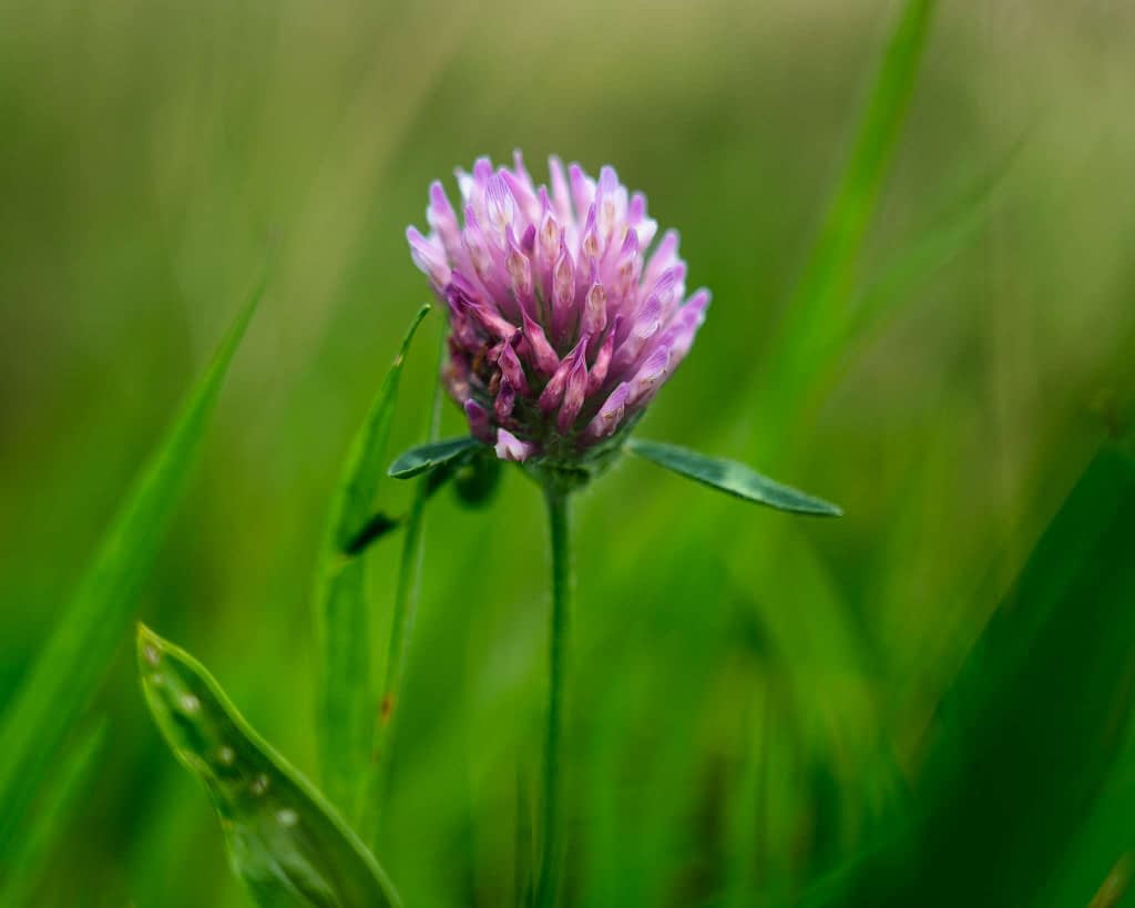 Close-up of a purple clover flower blooming amidst vibrant green grass. The petals are delicate and clustered, with a few leaves visible. The background is softly blurred, highlighting the flower's vivid colours and natural setting.