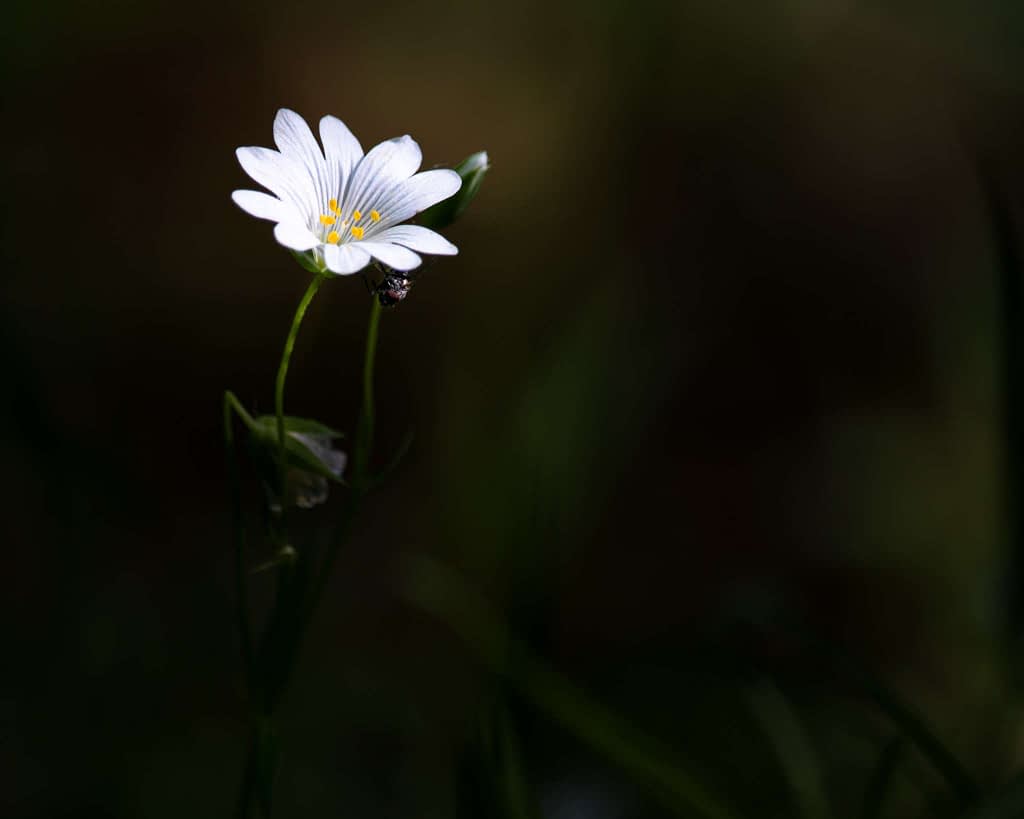 A solitary white flower with delicate petals and a yellow centre stands against a dark, blurred background. A small insect clings to one of the petals, adding a touch of life to the serene scene. The lighting accentuates the flower, creating a stark contrast with its surroundings.