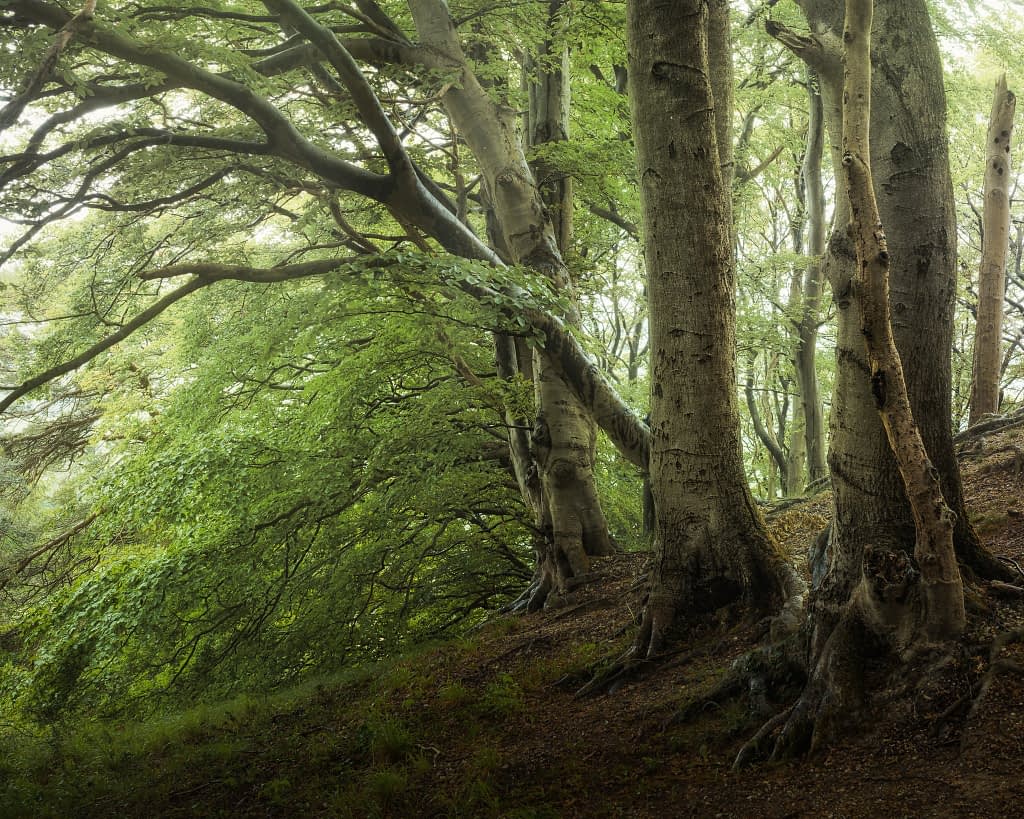A tranquil woodland shot at approximately 50mm with careful attention paid to ensure that the main trunks don't overlap with one another. Thanks to the rain, the atmosphere is peaceful and natural, with colours nicely saturated. The 'standard' focal length makes it possible to feel you're able to walk into the scene, making it one of the best focal lengths for woodland photography.