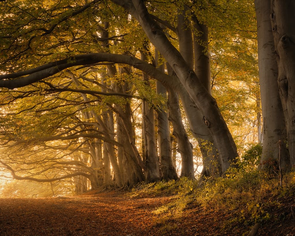 The same scene as above, as visualised. The key to my mindset shift for woodland photography. The golden evening sunlight filters through a gap in the canopy to cast warm, dappled backlighting to create drama and a sense of presence.
