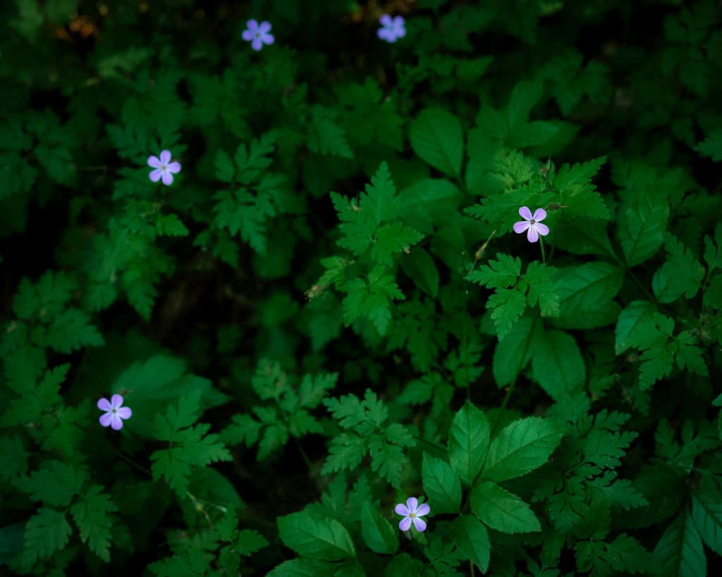 A cluster of small, light purple flowers with five petals each is scattered among lush green foliage. The leaves are broad with serrated edges, creating a dense background. The flowers are evenly distributed, adding a delicate contrast to the rich greenery.
