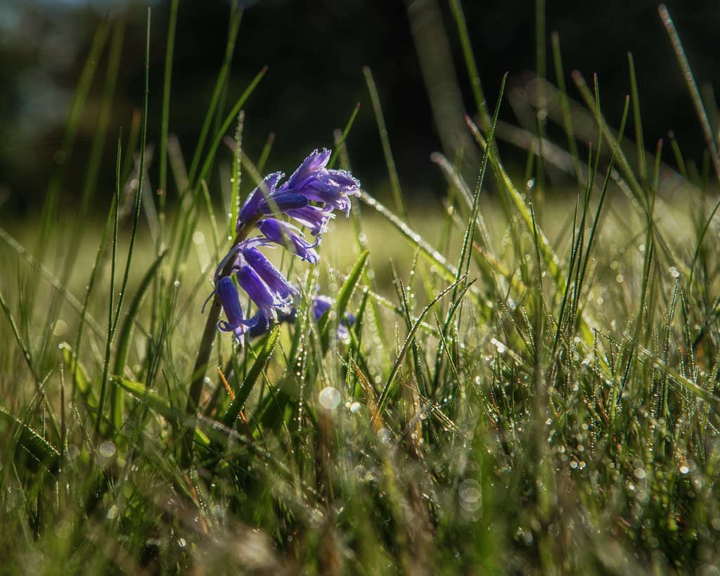 Close-up of a purple, bell-shaped flower nestled among tall, dewy grass. Sunlight filters through the background, creating a soft bokeh effect with sparkling droplets. The scene captures a fresh, serene morning ambience.