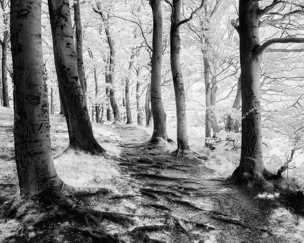 Black and white image of a forest path flanked by tall trees. The ground is strewn with roots and leaves, extending into the distance. Sunlight filters through the branches, casting dappled light on the forest floor. The scene is serene and inviting, suggesting a peaceful woodland walk.