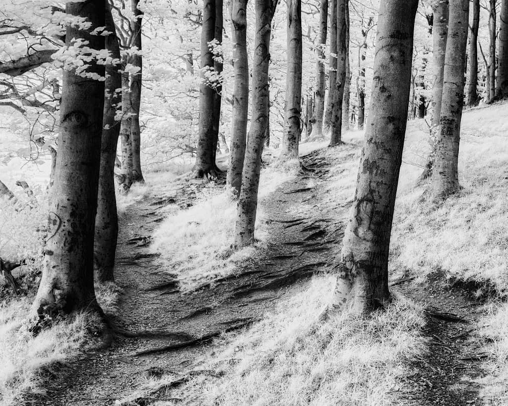 A black-and-white image of a forest path winding through a grove of tall trees. The ground is covered in grass and leaves, with shadows accentuating the path's curves. The trees are evenly spaced, creating a rhythmic pattern. Light filters through the canopy, adding contrast and texture.