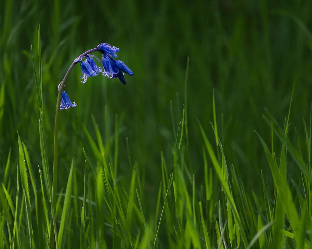 A solitary stalk of vibrant bluebell flowers arches gracefully amidst tall, lush green grass. The background is softly blurred, emphasising the delicate, bell-shaped blooms. The scene conveys a sense of peaceful solitude and natural beauty.