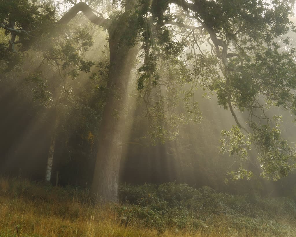 Dramatic crepuscular rays of light filter down through the canopy of an oak tree at the woodland edge as fog begins to clear, golden grass lit in the foreground.